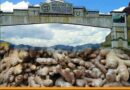 Gov. Gambito: Nueva Vizcaya’s Ginger Capital Title a Triumph for Local Farmers
